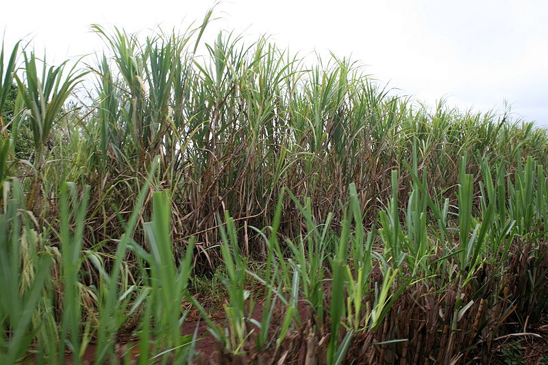 चित्र:Sugarcane-2.jpg