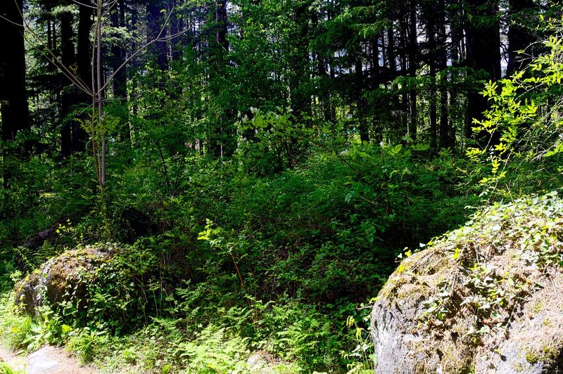 चित्र:Van-Vihar-Manali.jpg