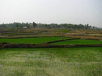 चावल के खेत, ओडिशा