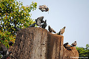 Pigeon-7.jpg