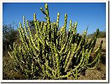 Cactus-Gujarat.jpg