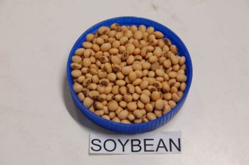 चित्र:Soybean-1.jpg