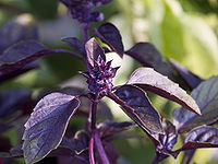 Purple Tulsi