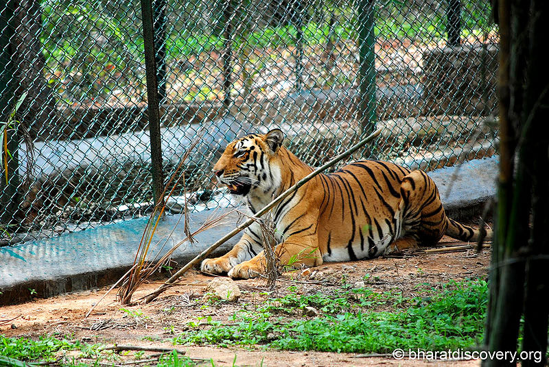 चित्र:Tiger-7.jpg