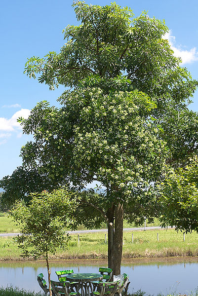 चित्र:Alstonia-scholaris.jpg