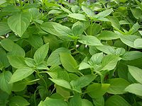 Lemon Tulsi
