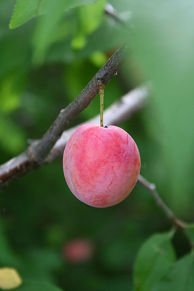चित्र:Plum-2.jpg