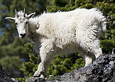 Mountain-Goat.jpg