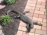 Monitor-Lizard-1.jpg