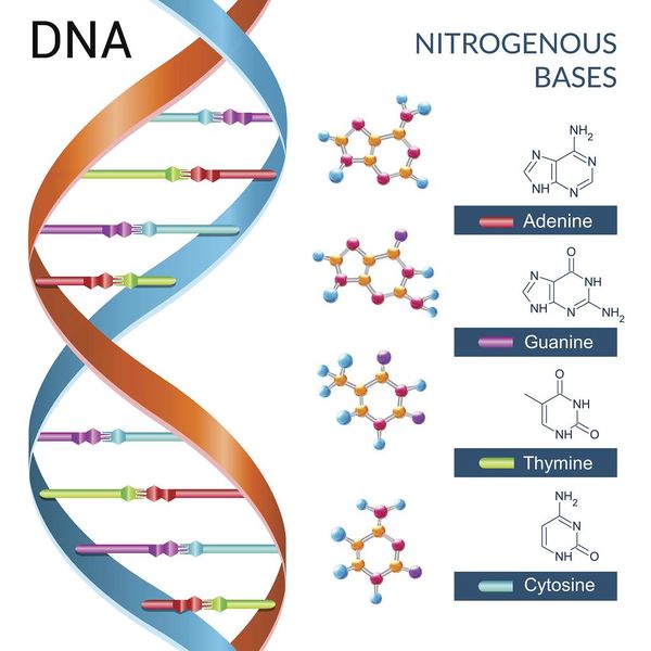 चित्र:DNA-Nitrogenous-Bases.jpg