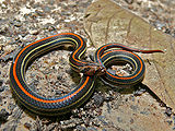 Kukri-Snake.jpg