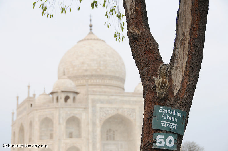 चित्र:Tajmahal-20.jpg