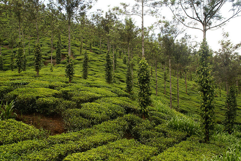 चित्र:Cardamom-Hills.jpg