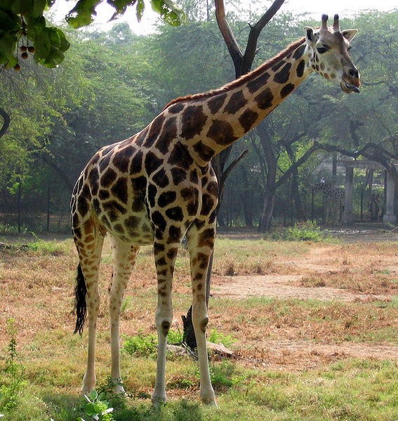 चित्र:Giraffe-Delhi-Zoo.jpg