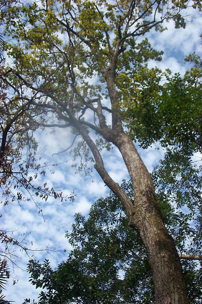 चित्र:Shorea-robusta-tree.jpg