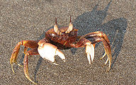 Crab.jpg