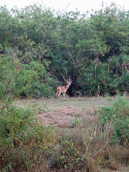 चित्र:Bhitarkanika-National-Park-2.jpg