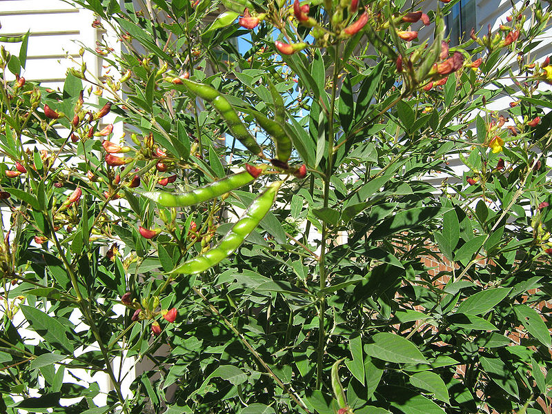 चित्र:Pigeon-Pea-2.jpg