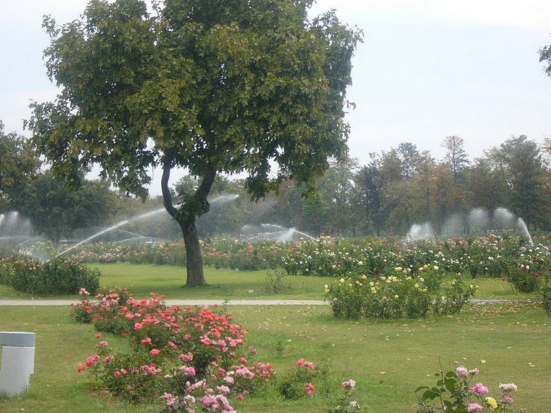 चित्र:Rose-Garden-Chandigarh.jpg