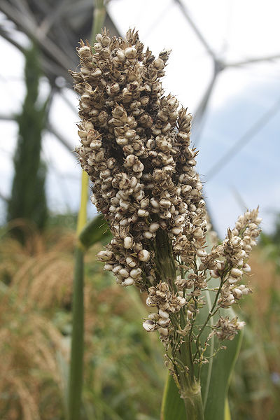 चित्र:Sorghum.jpg