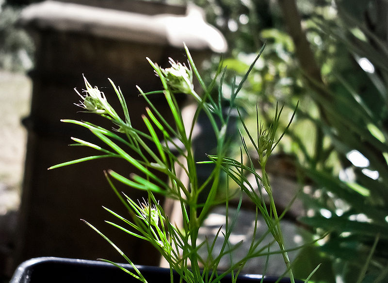 चित्र:Cumin-1.jpg
