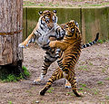 बाघ Tiger