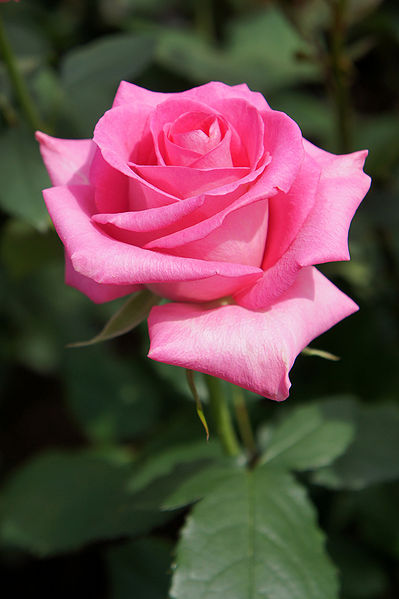 चित्र:Rose-1.jpg