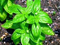 Sweet Tulsi