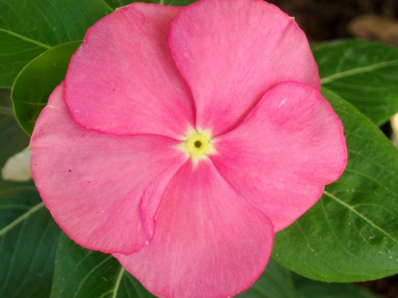 चित्र:Catharanthus-Flower-1.jpg