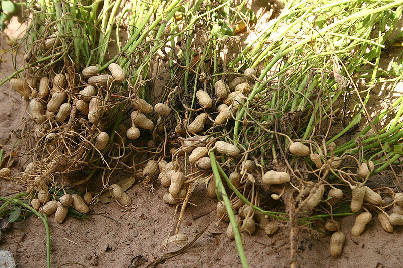 चित्र:Peanut-2.jpg