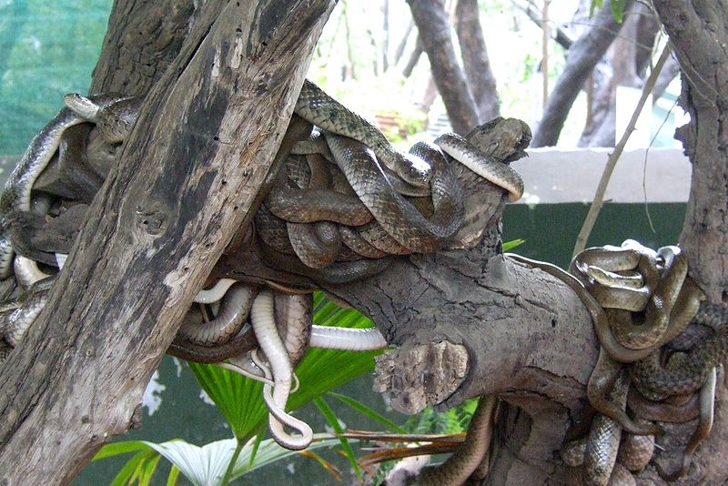 चित्र:Snakes-Katraj-Snake-Park-Pune.jpg