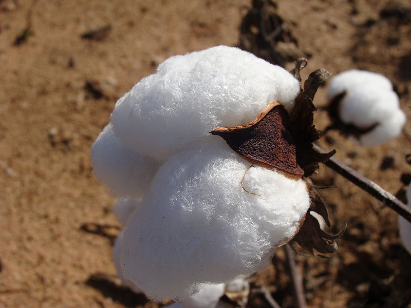 चित्र:Cotton-1.jpg