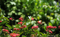 Butterfly-4.jpg