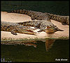 Crocodile.jpg