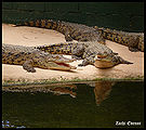 Crocodile.jpg