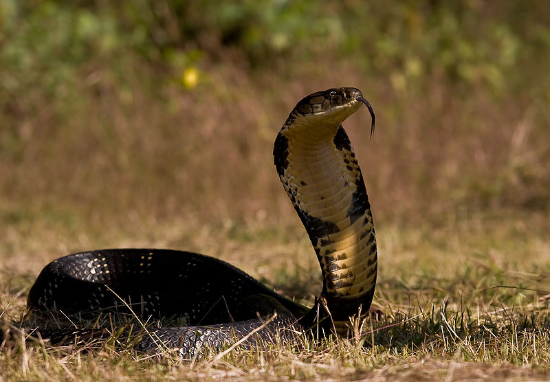 चित्र:Indian-Cobra-1.jpg